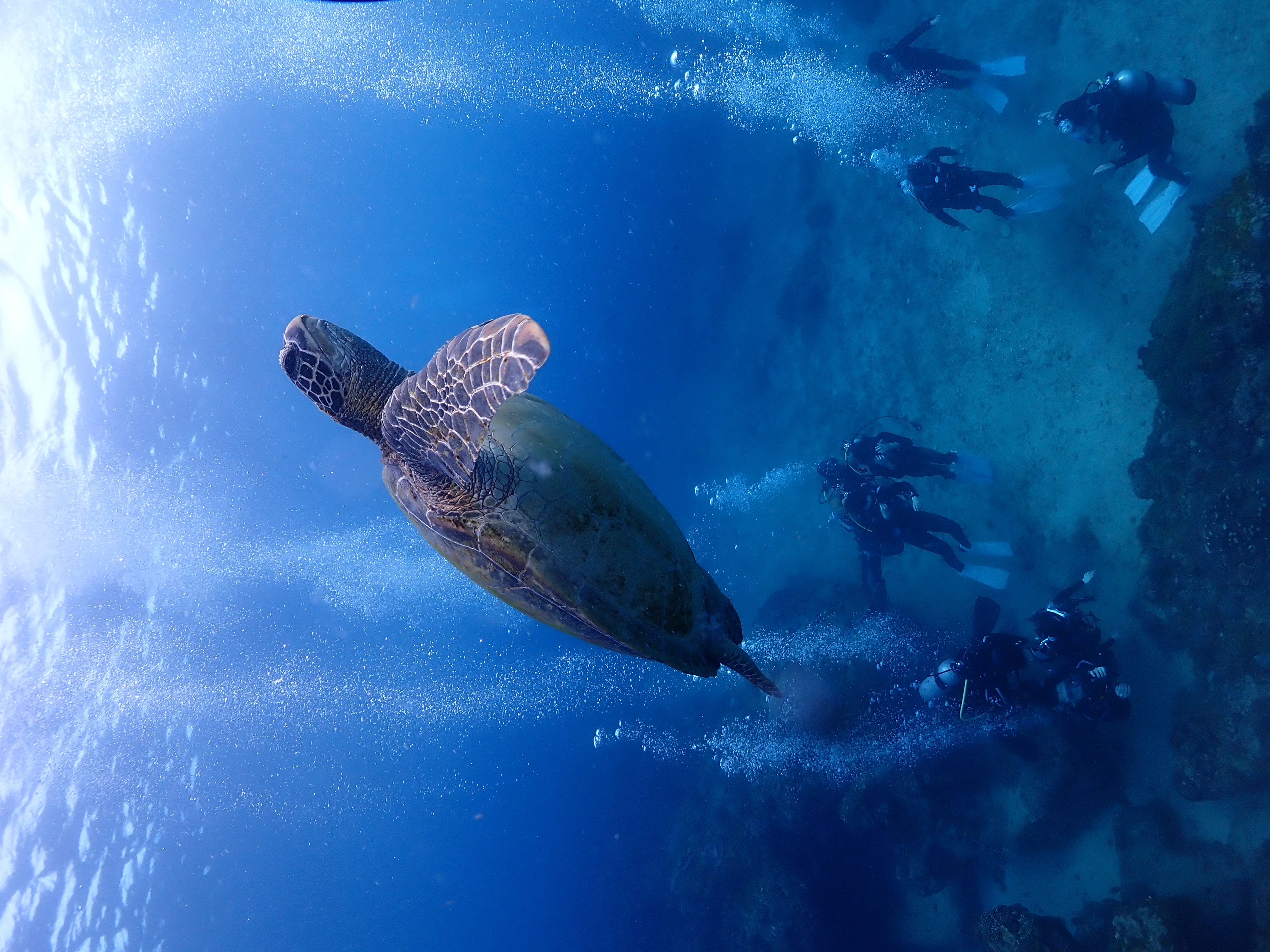 Scuba Diving photo 1